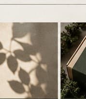 Soft botanical shadow on a warm neutral surface